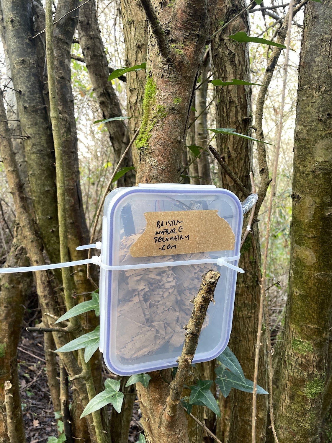 A detector in a plastic box, attached to a tree