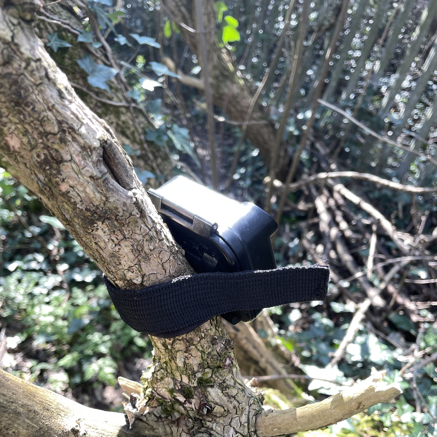 A small bird listening device in a tree