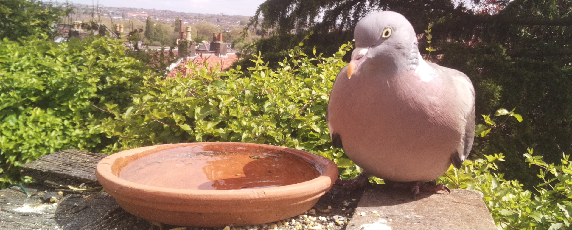 a pigeon on a birdbath with a view