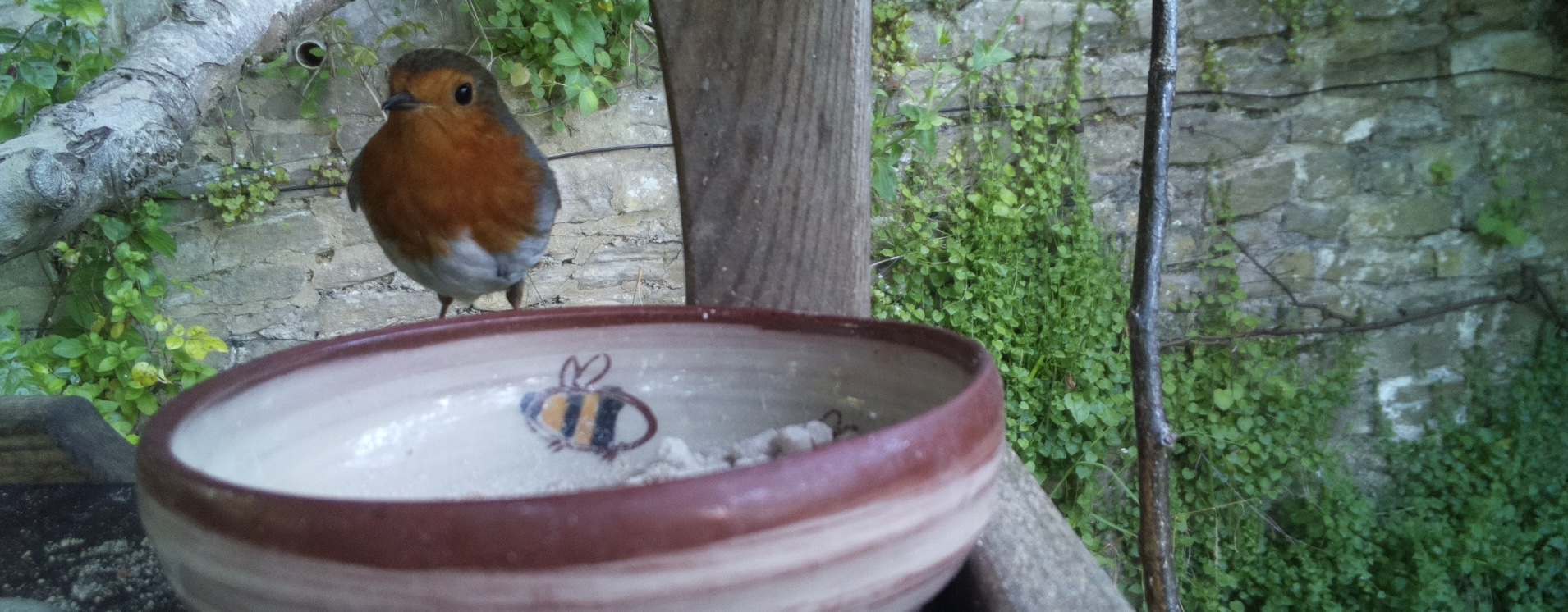a robin looking at bird food